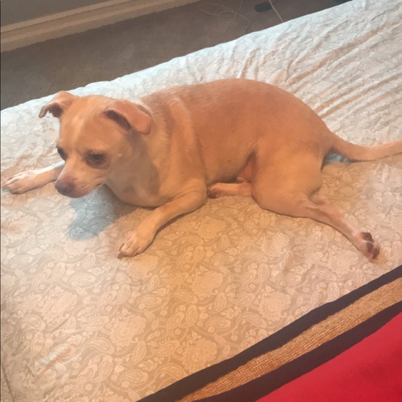 Meet your Posher, Miranda - Picture 1 of 1